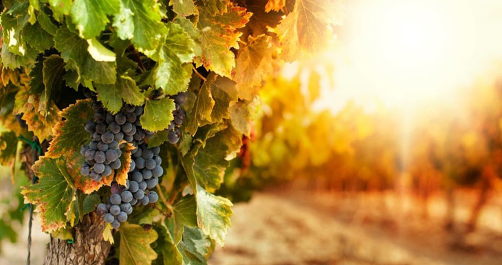 la-vitivinicultura-constituye-una-de-las-actividades-agroindustriales-mas-importantes-del-pais